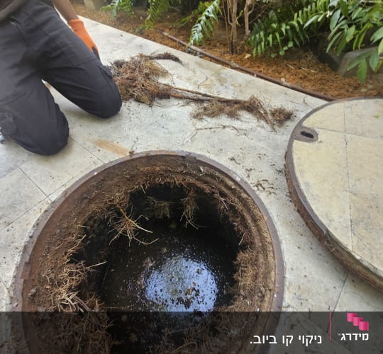בור ביוב פתוח עם שורשים, אדם עם כפפות כתומות